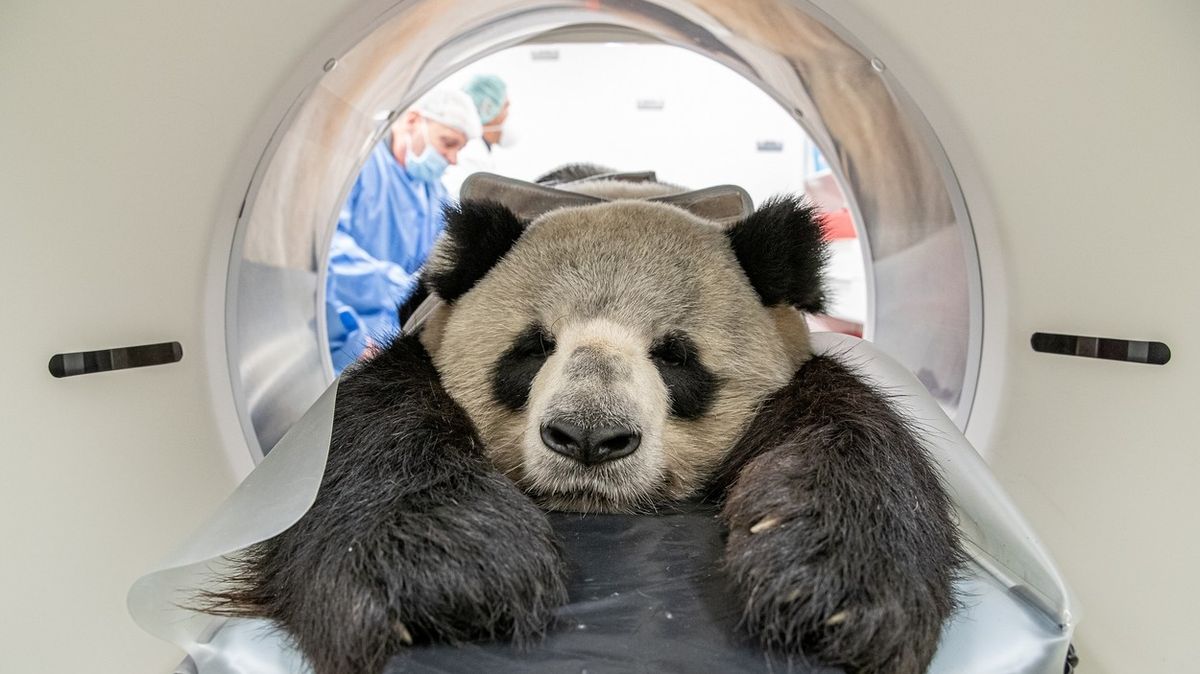 Berlínská panda musela na CT